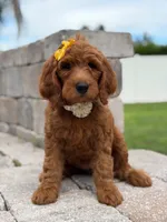 Eloise- F1b Medium , a female Goldendoodle for sale in Frostproof, FL – 3 of 10
