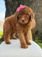 Sabrina- F1b Standard , a female Goldendoodle for sale in Frostproof, FL – 9 of 10