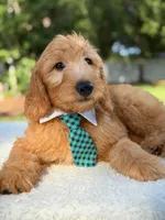 Apollo- F1 mini , a male Goldendoodle for sale in Frostproof, FL – 7 of 10