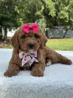 Tessa- F1b Mini , a female Goldendoodle for sale in Frostproof, FL – 10 of 10