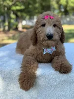 Princess- F1b Medium, a female Goldendoodle for sale in Frostproof, FL – 4 of 10