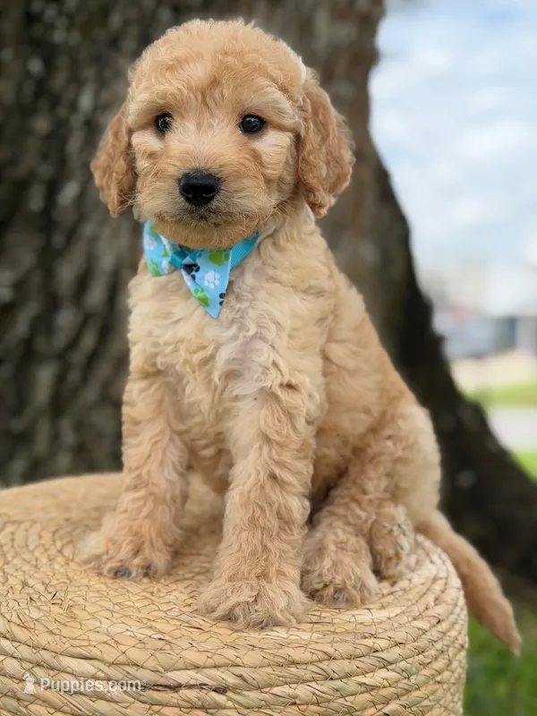 Levi- F1b Medium  – Goldendoodle puppy for sale in Frostproof, FL