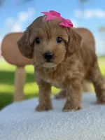 Jewel- F1bb Toy , a male Goldendoodle for sale in Frostproof, FL – 10 of 10
