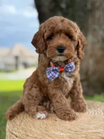 Luigi- F1b Toy, a male Goldendoodle for sale in Frostproof, FL – 7 of 10
