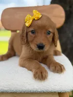 Arabella- F1 Standard 💜, a female Goldendoodle for sale in Frostproof, FL – 10 of 10