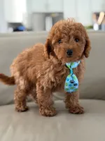 Jensen- F1b Mini, a male Goldendoodle for sale in Frostproof, FL – 10 of 10