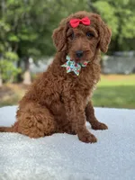 Cinnamon- F1b Standard , a female Goldendoodle for sale in Frostproof, FL – 5 of 10