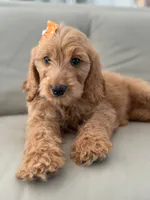 Lilah- F1b Medium, a female Goldendoodle for sale in Frostproof, FL – 9 of 10