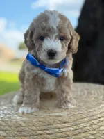 Johan- F1bb Toy , a male Goldendoodle for sale in Frostproof, FL – 4 of 10