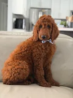 Graham- F1b Standard , a male Goldendoodle for sale in Frostproof, FL – 7 of 10