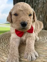 Levi- F1b Medium , a male Goldendoodle for sale in Frostproof, FL – 10 of 10
