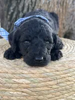 Axton- F1b Standard , a male Goldendoodle for sale in Frostproof, FL – 5 of 10