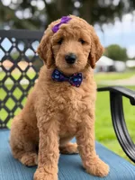 Dolly- F1b Medium , a female Goldendoodle for sale in Frostproof, FL – 10 of 10