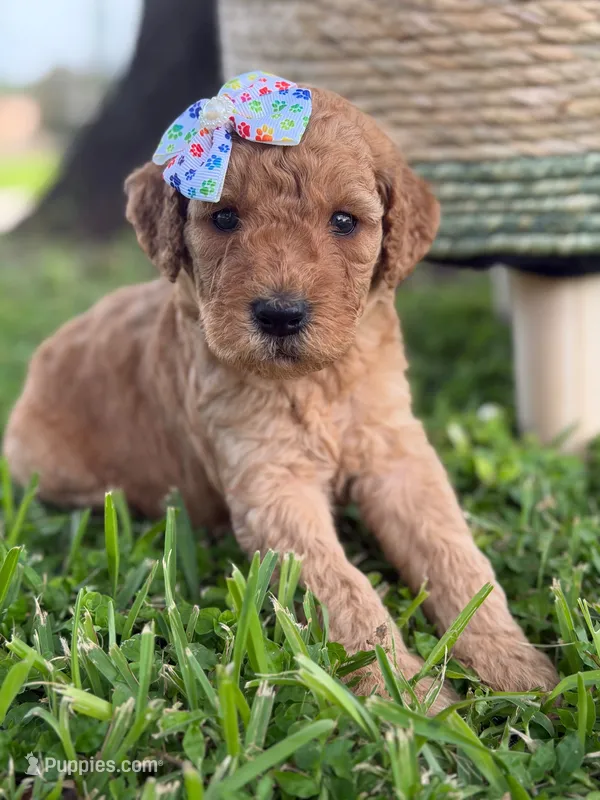 Lennon- F1b Medium  – Goldendoodle puppy for sale in Frostproof, FL