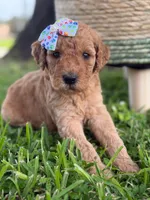 Lennon- F1b Medium , a female Goldendoodle for sale in Frostproof, FL – 1 of 10
