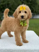 River- F1b Medium , a female Goldendoodle for sale in Frostproof, FL – 4 of 10
