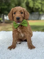 Aspen- F1 mini , a male Goldendoodle for sale in Frostproof, FL – 9 of 10