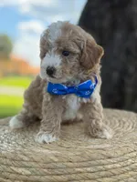 Johan- F1bb Toy , a male Goldendoodle for sale in Frostproof, FL – 10 of 10