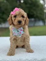 Trinity- F1b Mini , a female Goldendoodle for sale in Frostproof, FL – 10 of 10