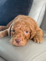 Solomon- F1b Standard , a male Goldendoodle for sale in Frostproof, FL – 2 of 10