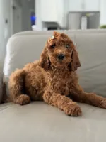 Capri- F1b Standard , a female Goldendoodle for sale in Frostproof, FL – 10 of 10