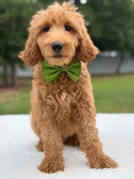 Ranger- F1b Medium , a male Goldendoodle for sale in Frostproof, FL – 6 of 9