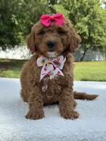 Tessa- F1b Mini , a female Goldendoodle for sale in Frostproof, FL – 6 of 10
