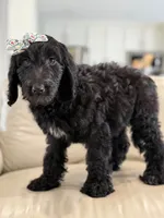 Adore- F1b Standard , a female Goldendoodle for sale in Frostproof, FL – 6 of 10