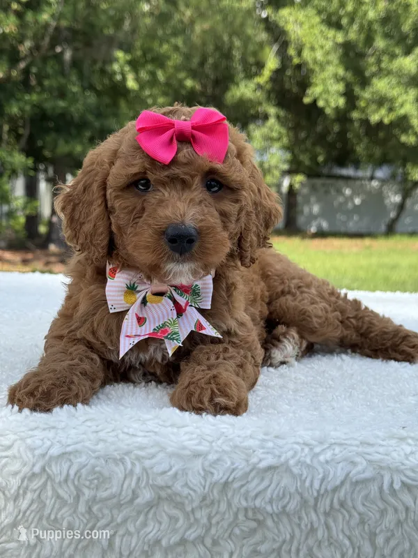 Tessa- F1b Mini  – Goldendoodle puppy for sale in Frostproof, FL