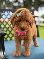 Lulú- F1b Medium , a female Goldendoodle for sale in Frostproof, FL – 9 of 10