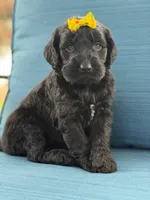 Diamond- F1 Standard, a female Goldendoodle for sale in Frostproof, FL – 7 of 10