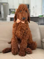 Griffin- F1b Standard , a male Goldendoodle for sale in Frostproof, FL – 10 of 10