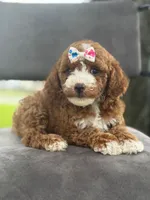 Winnie- F1bb Mini , a female Goldendoodle for sale in Frostproof, FL – 2 of 10
