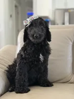 Adore- F1b Standard , a female Goldendoodle for sale in Frostproof, FL – 2 of 10