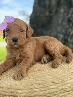 Lainey- F1b Medium , a female Goldendoodle for sale in Frostproof, FL – 3 of 10