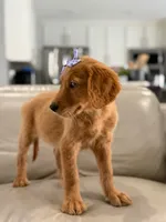 Arabella- F1 Standard 💜, a female Goldendoodle for sale in Frostproof, FL – 9 of 10