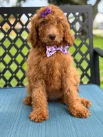 Summer- F1b Standard , a female Goldendoodle for sale in Frostproof, FL – 3 of 8