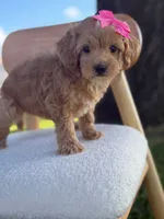 Jewel- F1bb Toy , a male Goldendoodle for sale in Frostproof, FL – 8 of 10