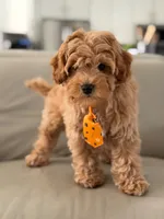 Jax- F1b Mini , a male Goldendoodle for sale in Frostproof, FL – 8 of 10