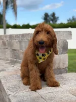 Winston- F1b Medium, a male Goldendoodle for sale in Frostproof, FL – 2 of 9