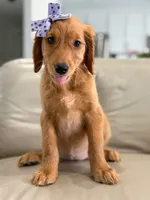 Arabella- F1 Standard 💜, a female Goldendoodle for sale in Frostproof, FL – 8 of 10