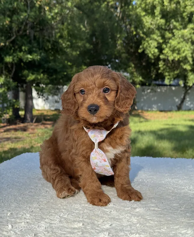 Tucker- F1b Mini  – Goldendoodle puppy for sale in Frostproof, FL