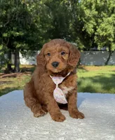 Tucker- F1b Mini , a male Goldendoodle for sale in Frostproof, FL – 1 of 10