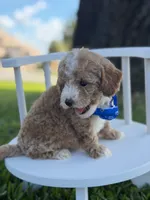 Johan- F1bb Toy , a male Goldendoodle for sale in Frostproof, FL – 7 of 10