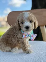 Jace- F1bb Toy, a male Goldendoodle for sale in Frostproof, FL – 6 of 10