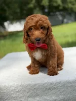 Tucker- F1b Mini , a male Goldendoodle for sale in Frostproof, FL – 2 of 10