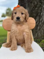 Annabelle- F1 Standard 💜, a female Goldendoodle for sale in Frostproof, FL – 6 of 10
