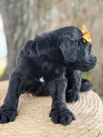 Adore- F1b Standard , a female Goldendoodle for sale in Frostproof, FL – 10 of 10