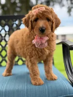 Bubbles- F1b Medium, a female Goldendoodle for sale in Frostproof, FL – 2 of 10