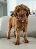 Rome- F1b Standard , a male Goldendoodle for sale in Frostproof, FL – 5 of 10